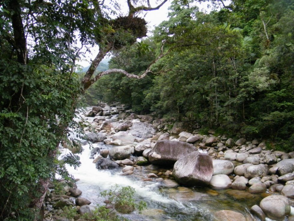 Daintree National Park Australia