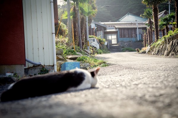 Остров кошек в японии сколько кошек