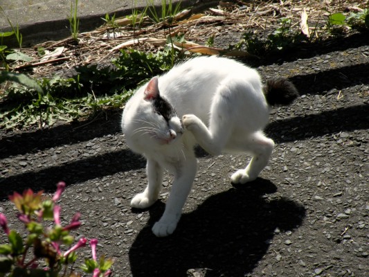 Сколько кошек на острове тасиро