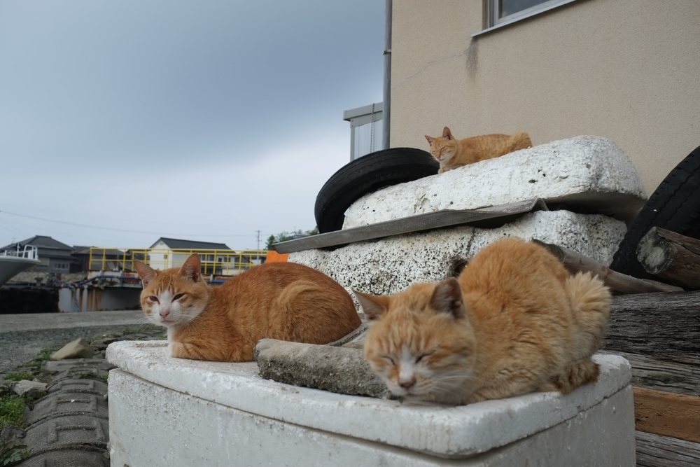Остров кошек в японии сколько кошек