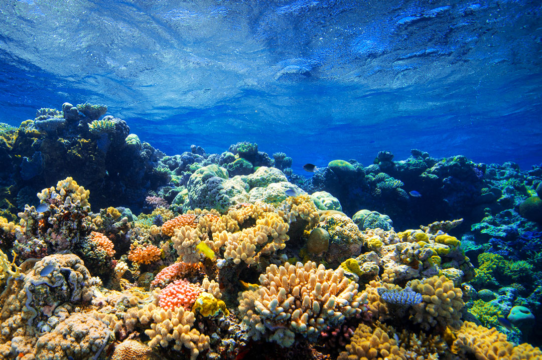 Доклад: Большой Барьерный риф - величайший в мире комплекс коралловых рифов и островов