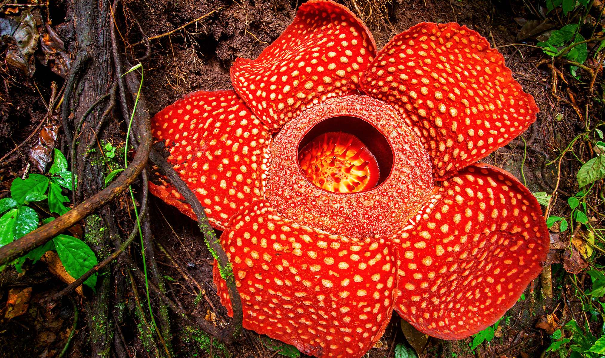 Самый редкий цветок в мире
