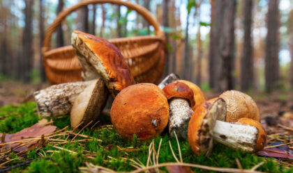 В Рязани — грибы с глазами: в городе пройдёт грибной фестиваль