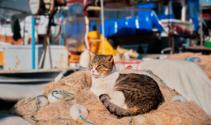 Все коты на борт: в Сингапуре решили запустить кошачьи круизы