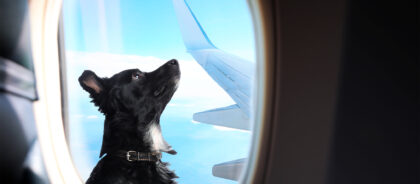 С животными в салон самолёта: «Аэрофлот» разрешил перевозить любимцев на соседнем кресле