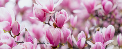 Красивые места в России для путешествия весной: едем любоваться цветением