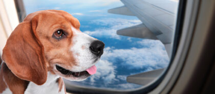 Ушки навострили: в США появилась авиакомпания для собак