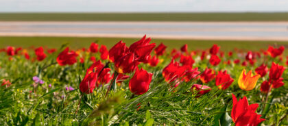 В Калмыкии проходит фестиваль диких тюльпанов