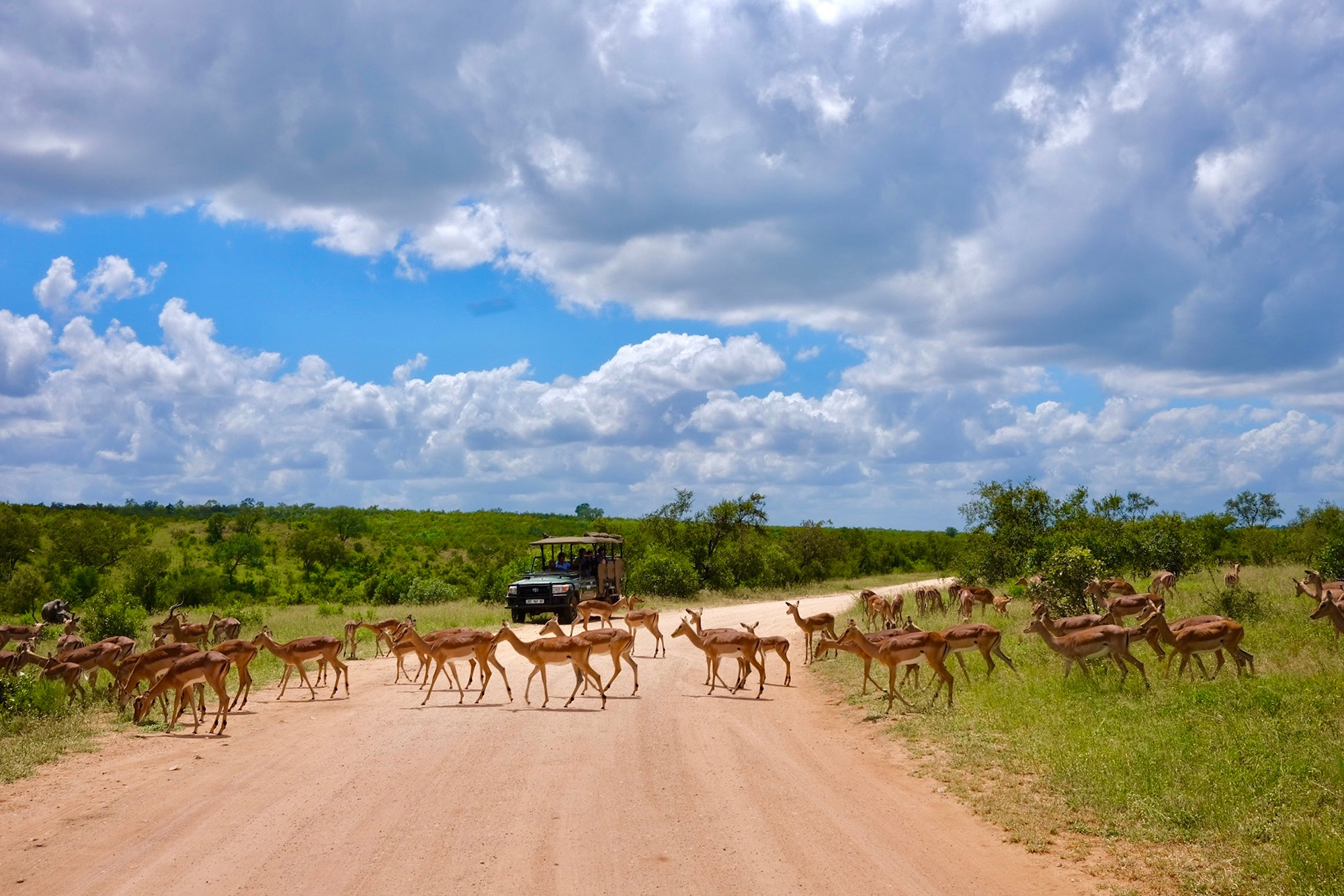 Kruger National Park in Africa