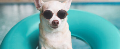 На «Роза Хутор» появились первые pet-friendly отели с сертификатом от «Роскачества»