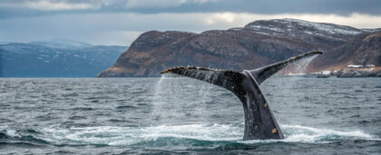 В Мурманской области появились правила наблюдения за китами