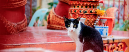 Хорошие новости: котики стали национальным символом Таиланда