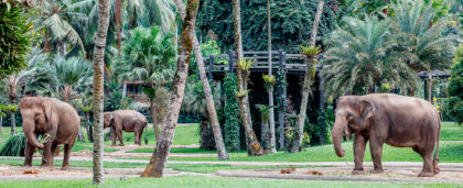 На Бали больше нельзя кататься на слонах