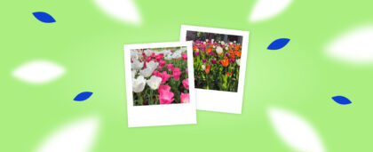 Фестиваль тюльпанов в Стамбуле: где любоваться цветением