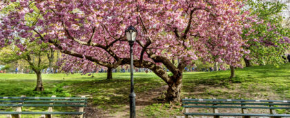 Когда цветёт сакура в парке Галицкого в Краснодаре