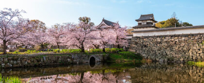 В Токио зацвела сакура — сезон открыт!