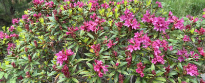 Во Владивостоке зацветает рододендрон — и это повод для поездки