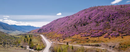 Лето на Алтае начнётся с фестиваля «Цветение маральника»